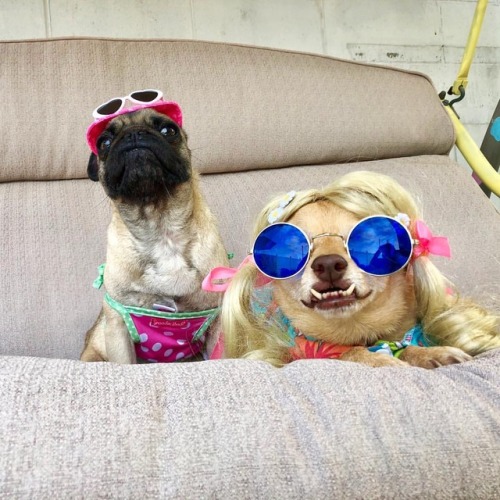 Are the dog days ever going to end in LA? @wheeliedixie #80 #underbiteunite #daisy #dixie (at Los Angeles, California)
https://www.instagram.com/p/BqLj3PigDdZ/?utm_source=ig_tumblr_share&igshid=6ewcjclnhzjw