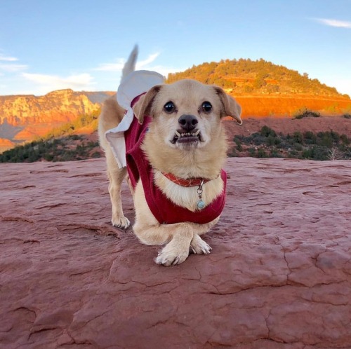 The beautiful red rock?? #underbiteunite #daisy #sedona (at Sedona, Arizona)
https://www.instagram.com/p/BroDPiFHyx-/?utm_source=ig_tumblr_share&igshid=lp4syd0o6r4v