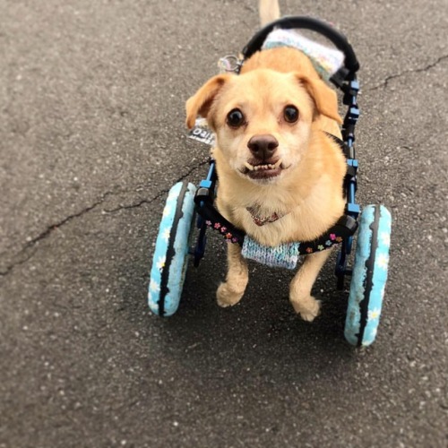 I�m always amazed of what this little tiny body is capable of doing. #daisy #disabled #daisyabled #handicappedpets
https://www.instagram.com/p/BqqeYWvA8Bk/?utm_source=ig_tumblr_share&igshid=x4pcmrq279lh